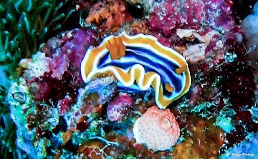 plongee-komodo-nudibranche