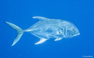 plongee-roatan-carangue