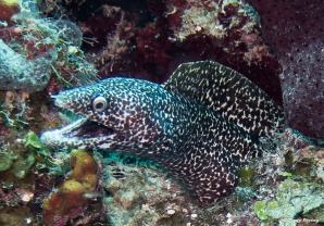 plongee-roatan-murene