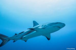 plongee requin roatan (shark dive)