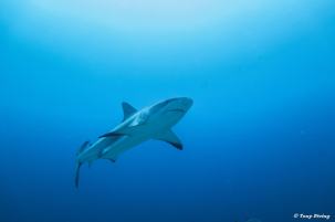plongee requin shark dive roatan honduras