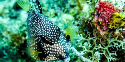 photo-plongee-utila-trunkfish