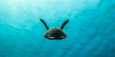 photo-plongee-roatan-tortue-verte-green-turtle