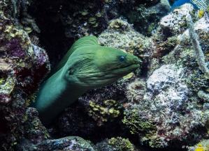murene-roatan-plongee