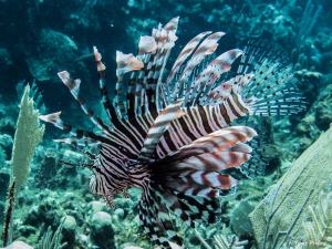 photo-plongee-roatan-poisson-lion-lionfish