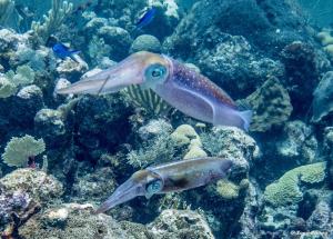 photo16-plongee-utila-seige