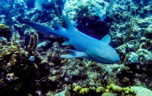 plongee requin nourrice roatan honduras