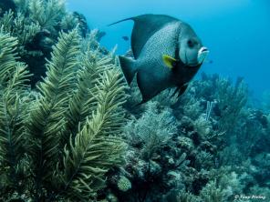 photo7-plongee-utila-poisson-ange