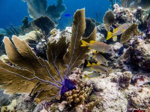 photo-plongee-utila-recif