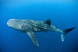 photo-plongee-mexique-requin-baleine