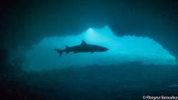 03 Shark - 1 white-tip shark cave-min