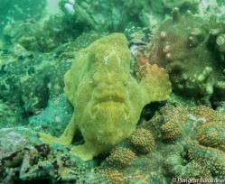 04 Frogfish - painted-min