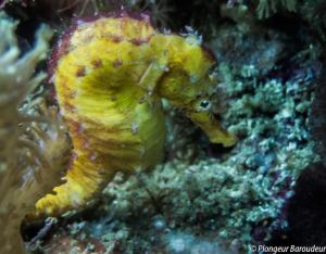 plongee-malapascua-hippocampe