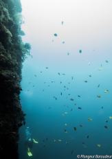 29 Reef malapascua - kalaggaman wall-min