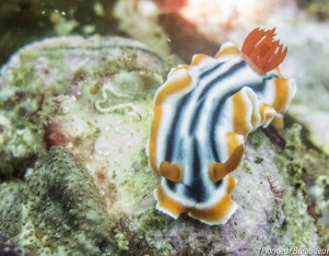 plongee-malapascua-nudibranhe