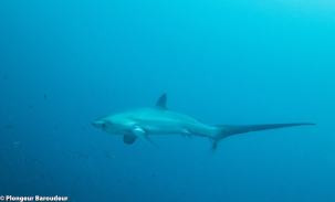 requin-renard-malapascua-2-min