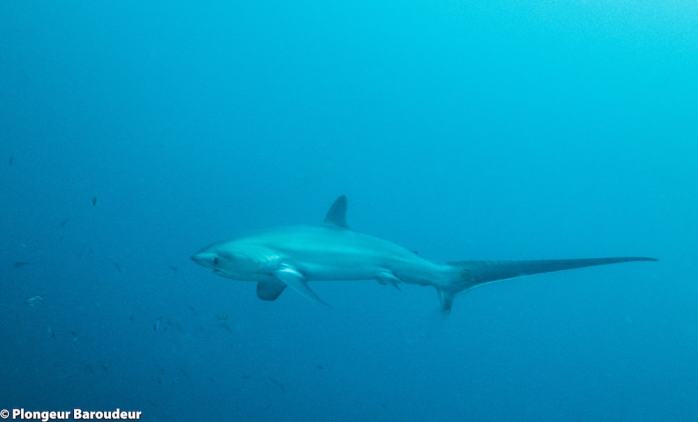 requin-renard-malapascua-monad-shoal