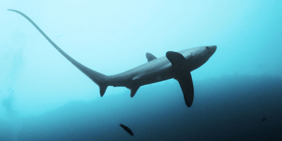 requin-renard-malapascua-monad-shoal