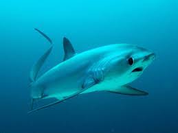 requin-renard-malapascua-5