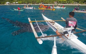 Whaleshark feeding in Oslob, Cebu