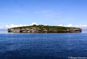 pescado- island-Moalboal-philippines