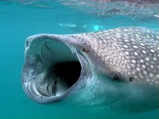 requin-baleine-bouche-ouverte-sans-dent