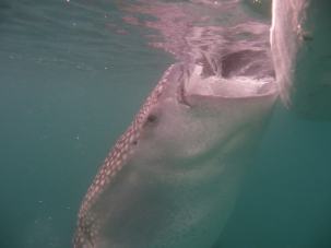 requin-baleine-oslob-min