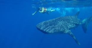 whale-shark-snorkeling-min