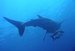 requin-baleine-donsol-philippines