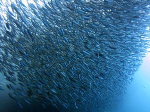 banc de sardines plongee napaling panglao bohol