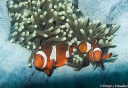 poisson-clown-balicasag-panglao-bohol-philippines