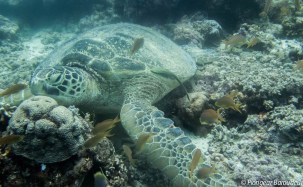 tortue balicasag panglao bohol philippines