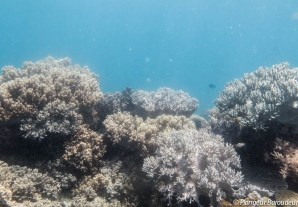 Reef Apo 3