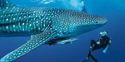 requin-baleine-maldives