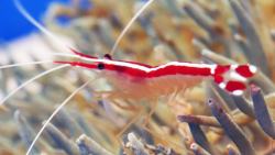 cleaner-shrimp-min