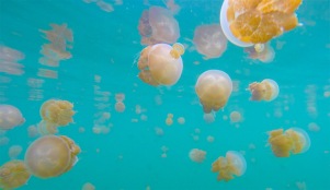 kakaban-jellyfish3