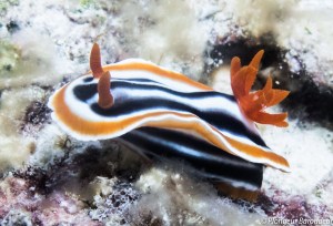 07 Nudibranch -Magnificent chromodoris 3