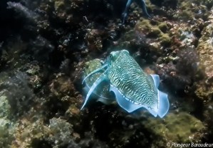 plongee Similan 11