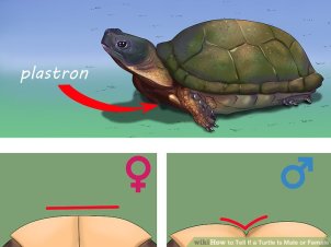 male-female-turtle-plastron