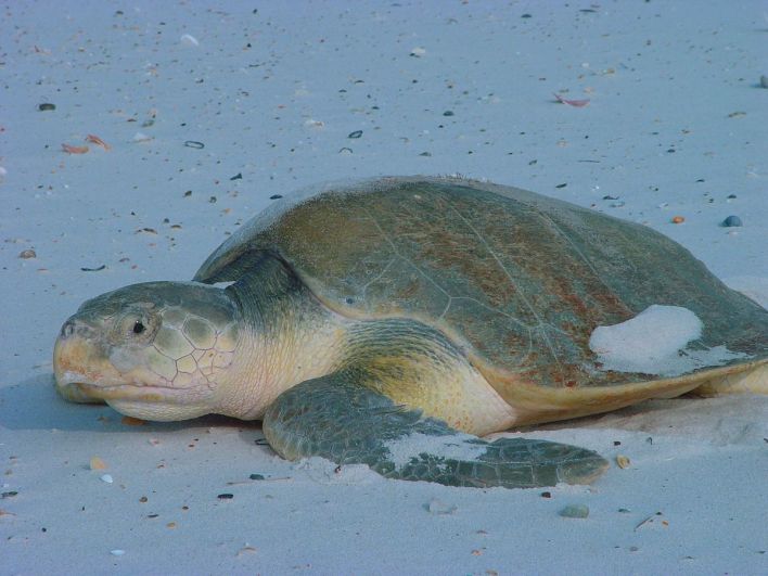 tortue-kemp-kemp-ridley-turtle