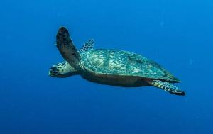 Turtle - Hawksbill 0520-min