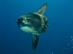 mola mola 1