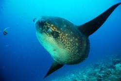 ou plonger avec des mola molas - poisson lune - en indonesie