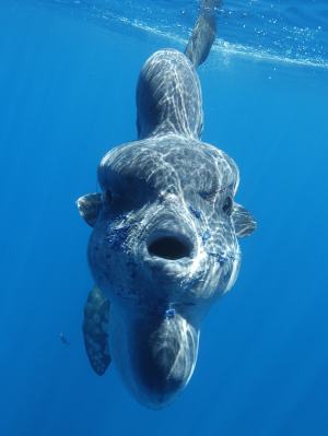 mola-mola-sunfish-gros-min