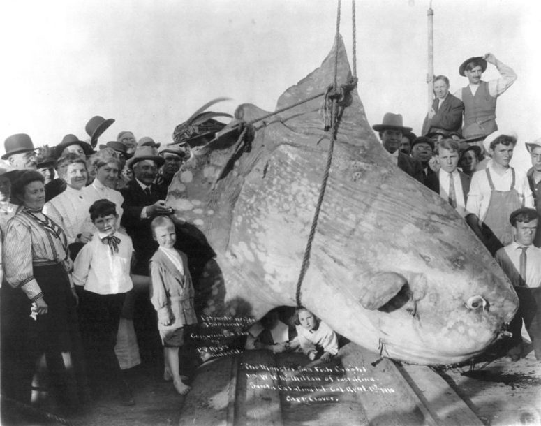 mola-mola-sunfish-le-plus-gros-archive-min