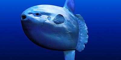 mola-mola-poisson-lune