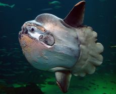 Mola mola (poisson lune)
