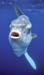 mola-mola-sunfish6-min
