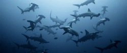 plongee lombok indonesie - banc de requins marteaux site le magnet