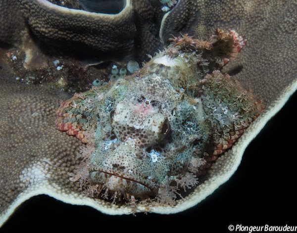 photo-plongee-mer-de-banda